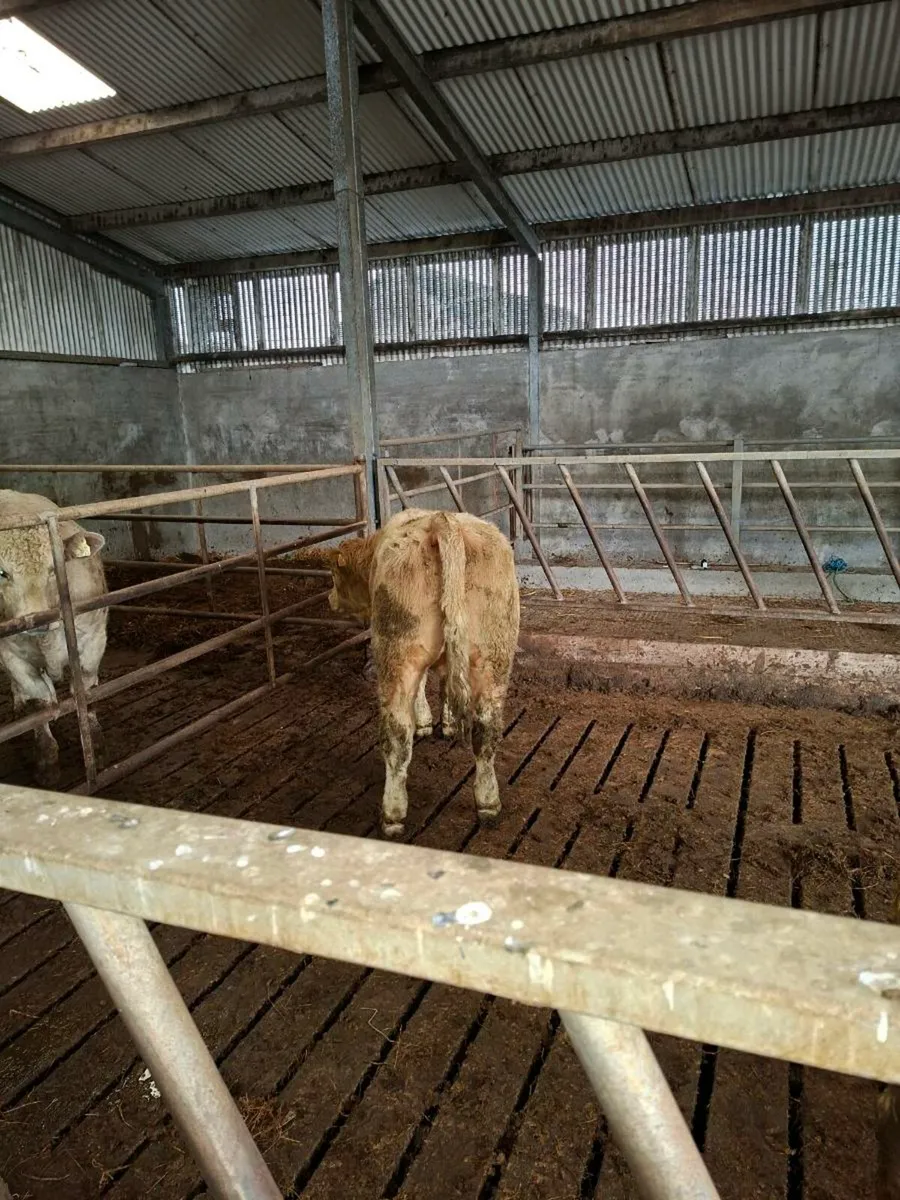 Ch bull weanlings - Image 1