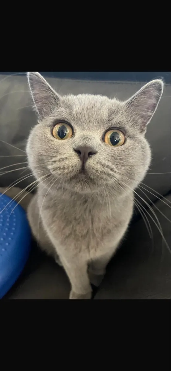 Male British Shorthair - Image 1