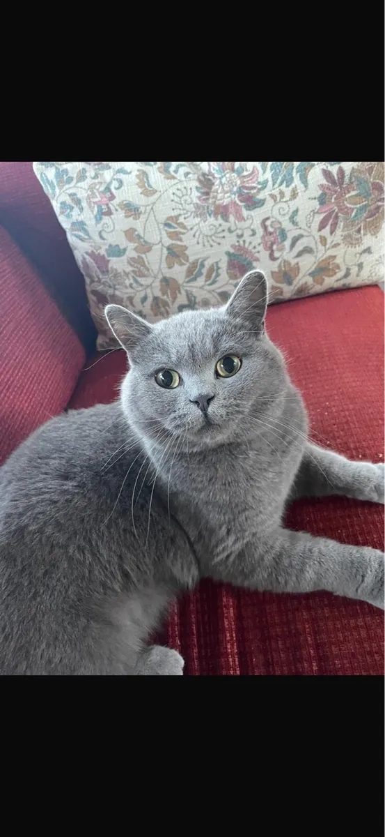 Male British Shorthair - Image 2