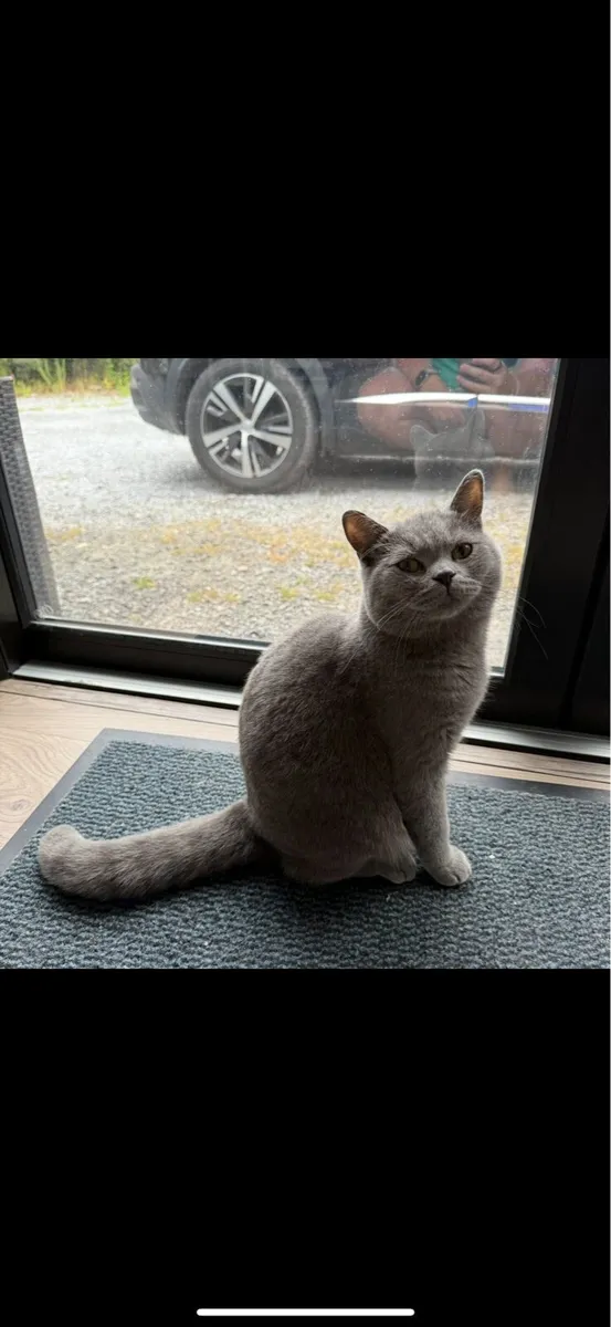 Male British Shorthair - Image 3