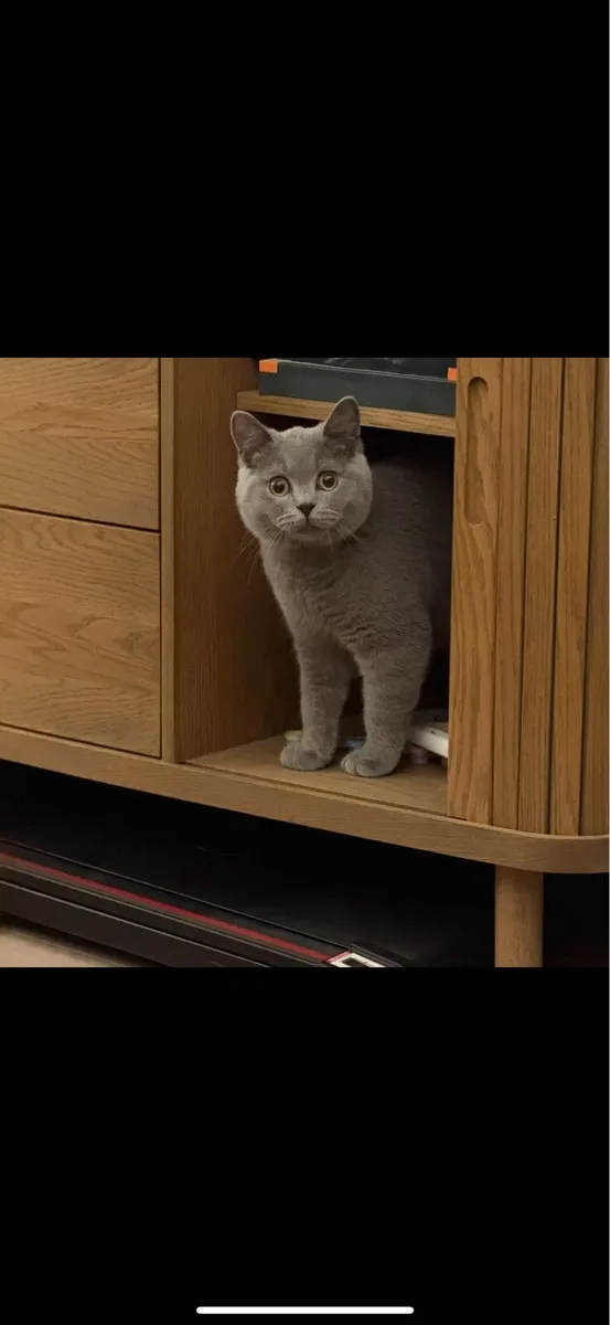 Male British Shorthair - Image 4