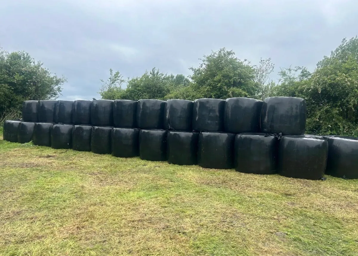 Round bales of silage - Image 3