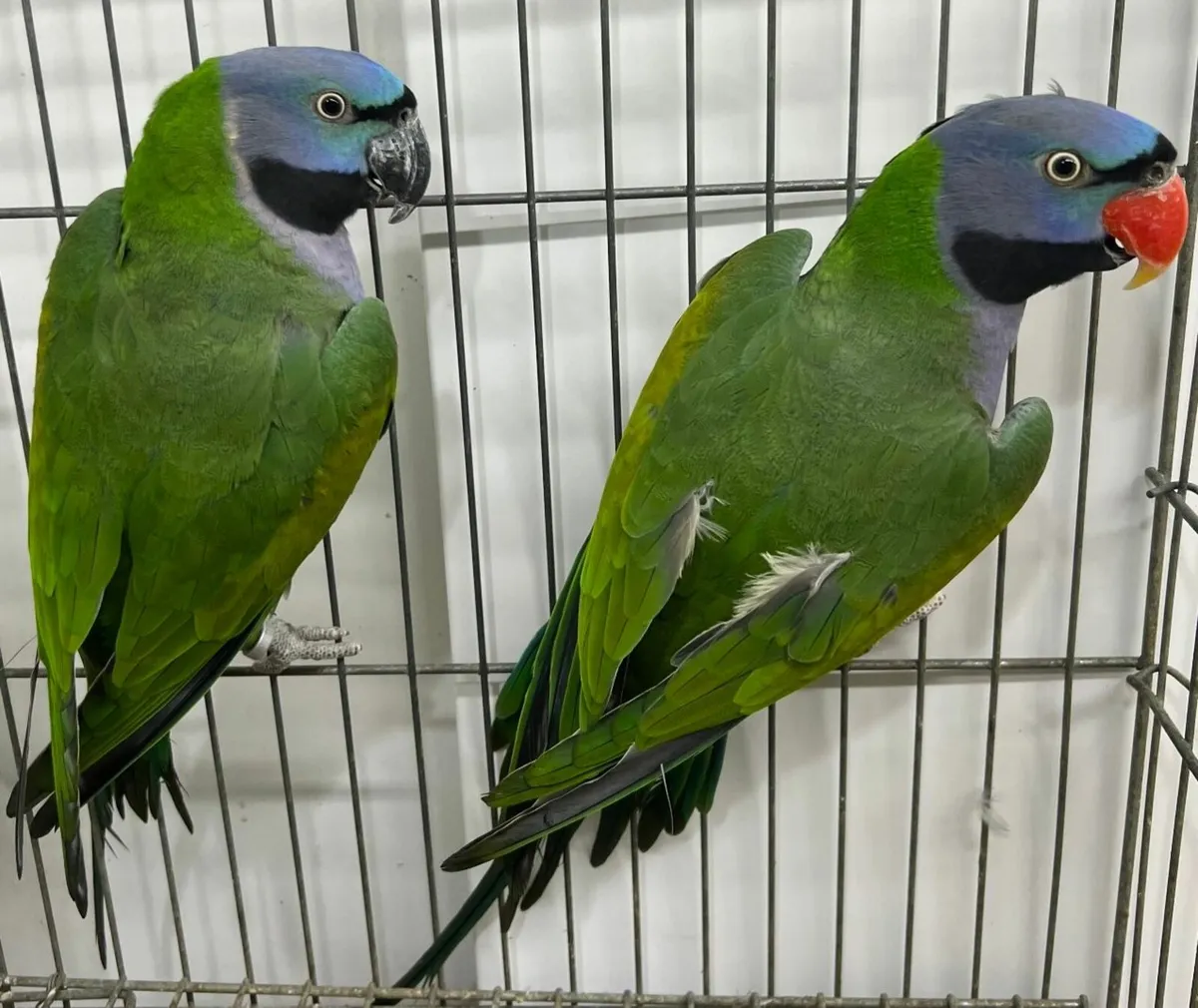 Derbyan parrots - Image 1