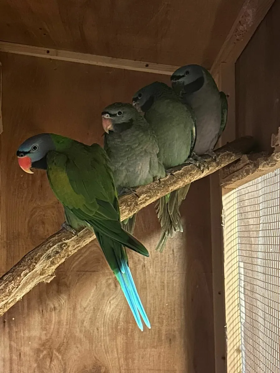 Derbyan parrots - Image 2
