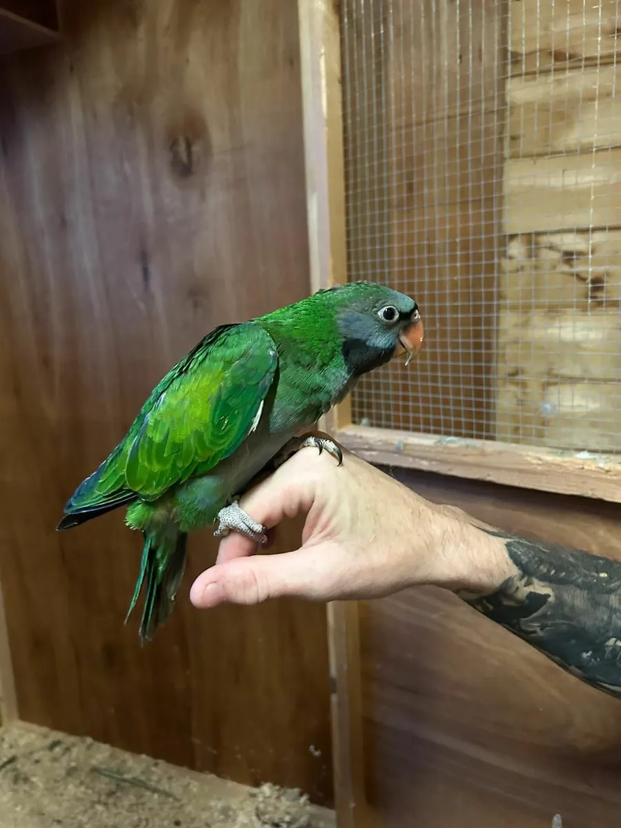 Derbyan parrots - Image 3