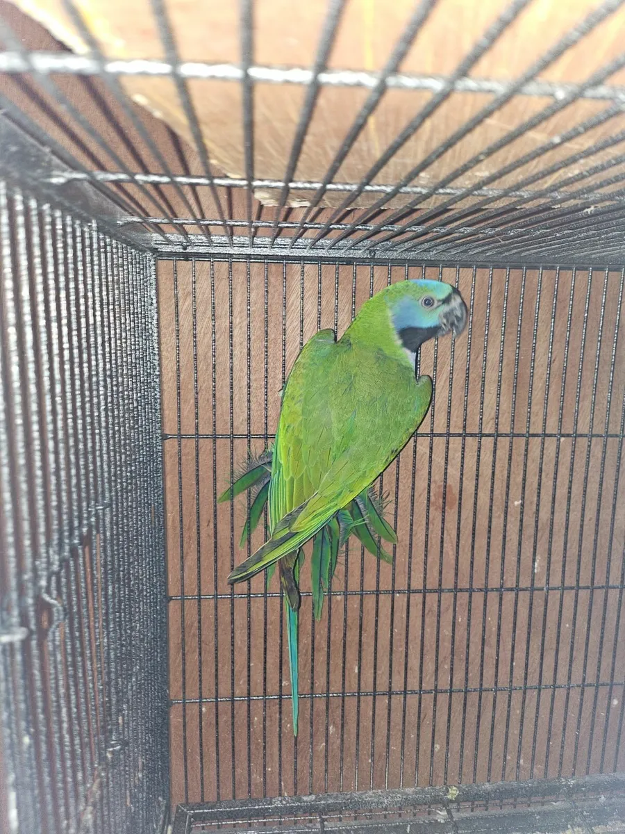 Derbyan parrots - Image 4