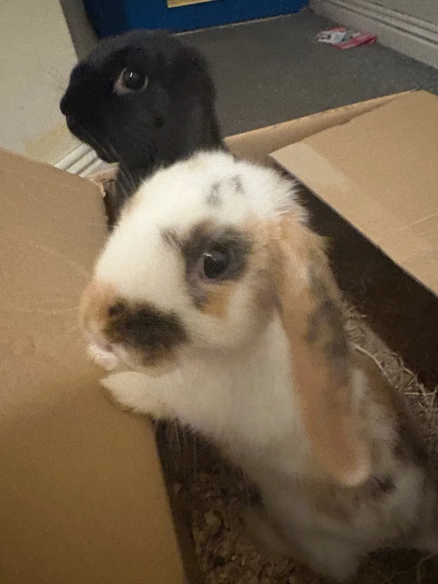 Rabbits, Cage & Supplies - Image 1