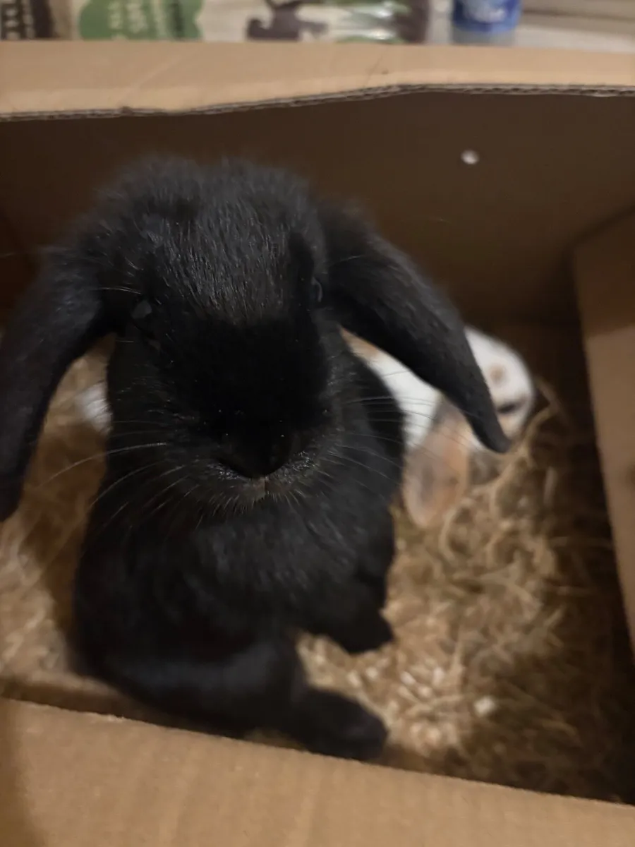 Rabbits, Cage & Supplies - Image 2