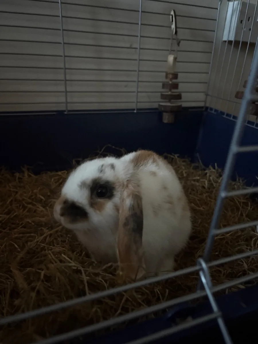Rabbits, Cage & Supplies - Image 3
