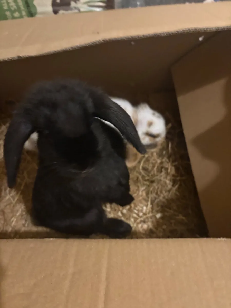 Rabbits, Cage & Supplies - Image 4