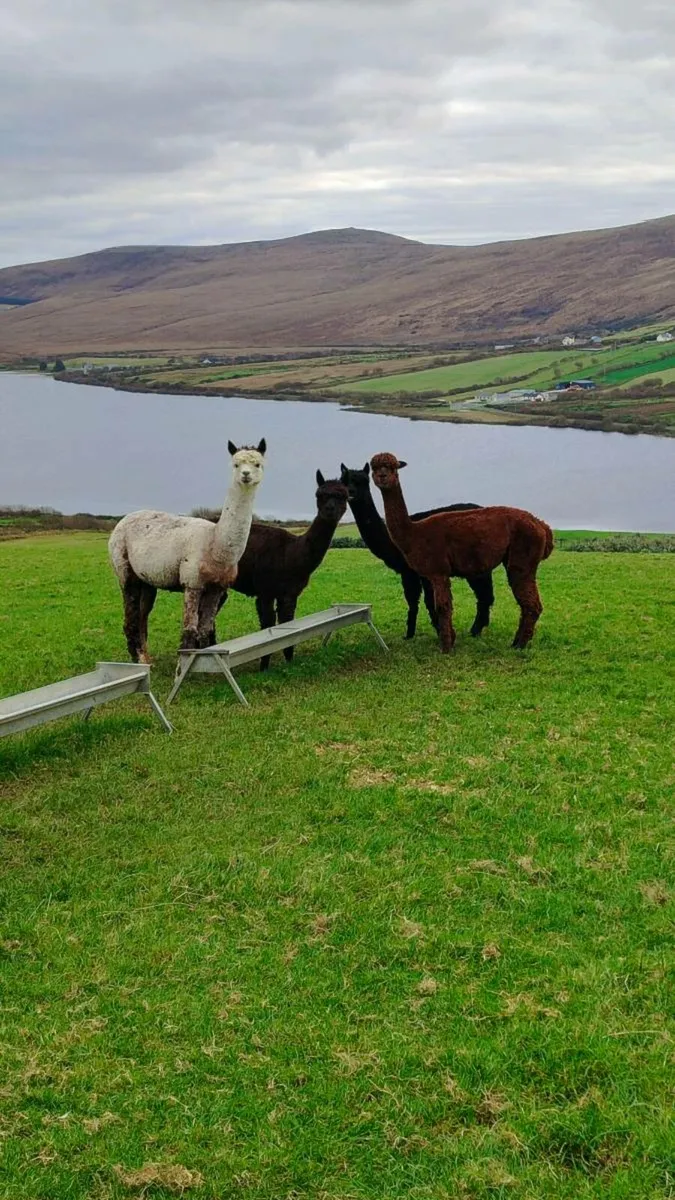 Alpaca herd - Image 1