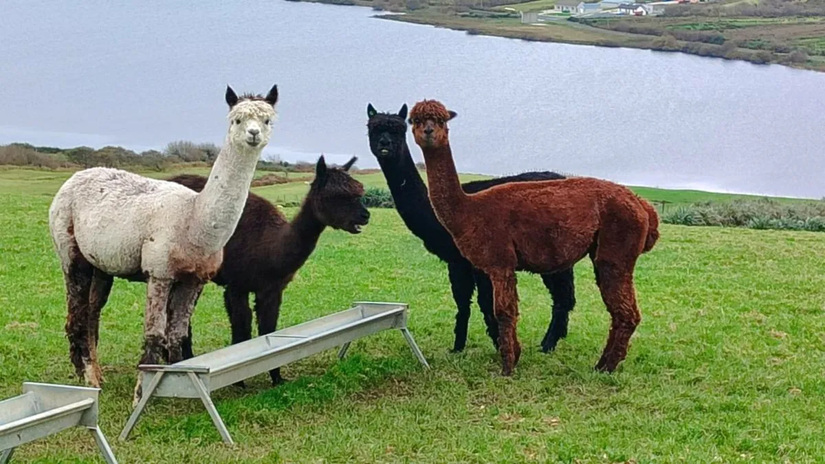 Alpaca herd - Image 3
