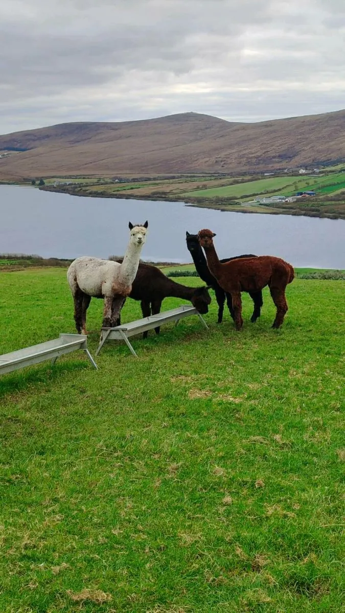 Alpaca herd - Image 4