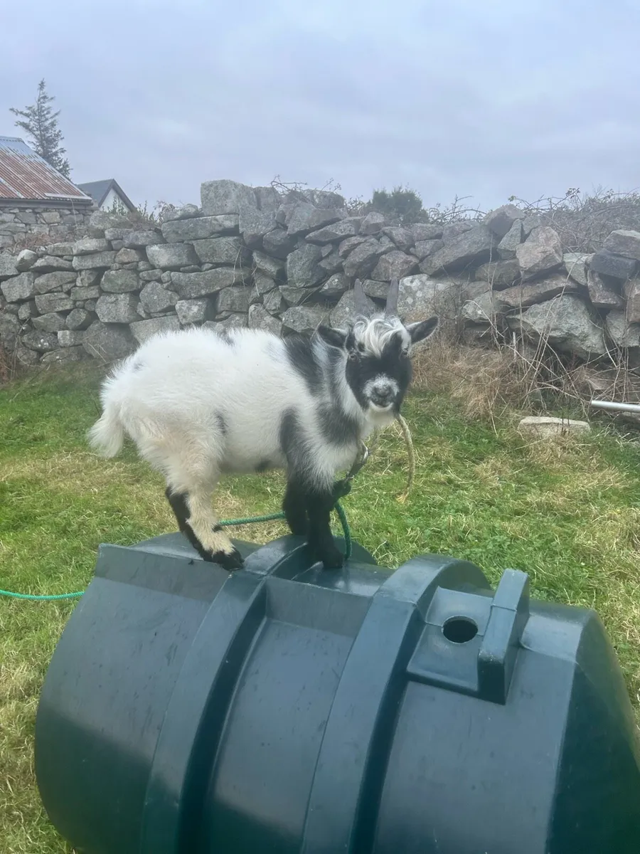 Pygmy goat - Image 1