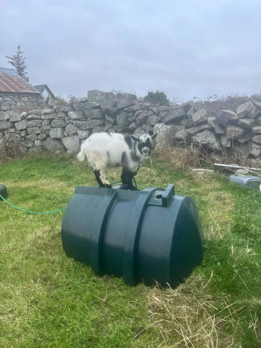 Pygmy goat - Image 2