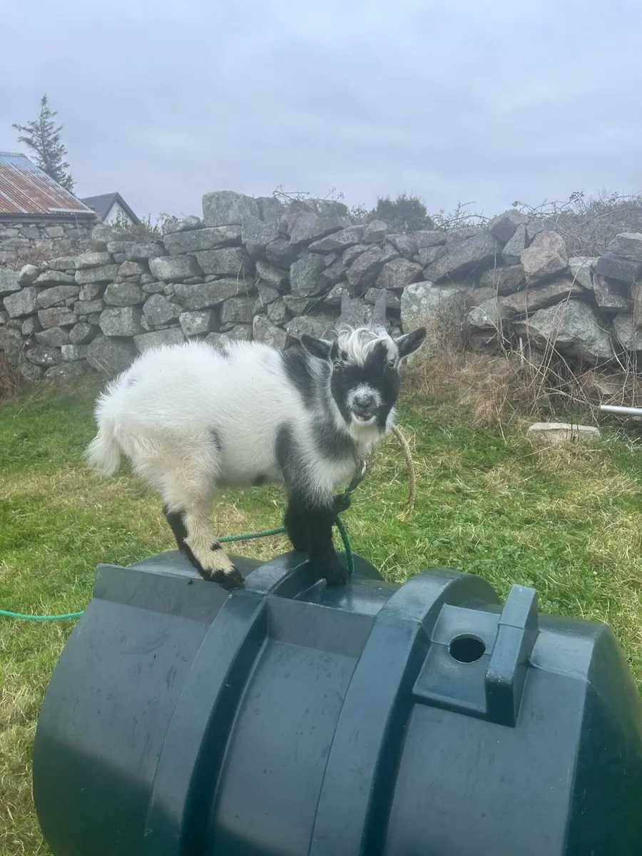 Pygmy goat - Image 3