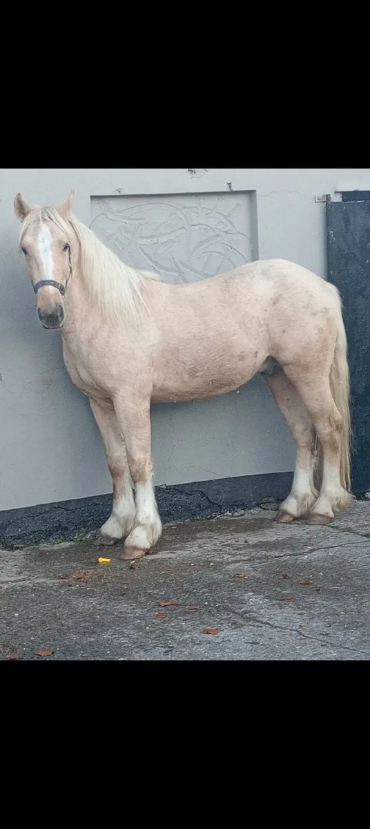 Palimino colt - Image 1