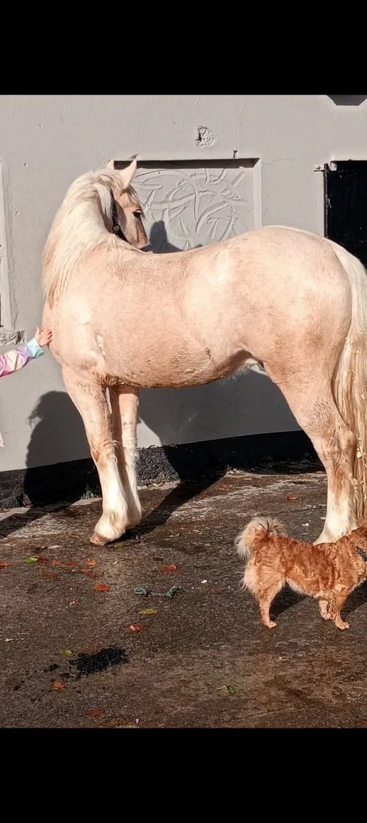 Palimino colt - Image 3