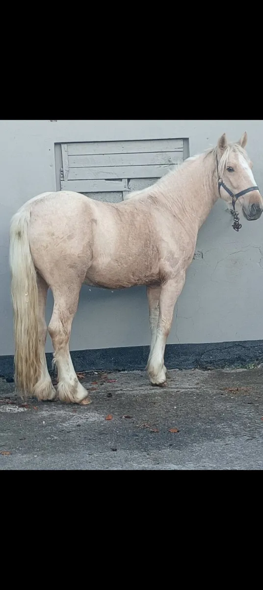 Palimino colt - Image 4