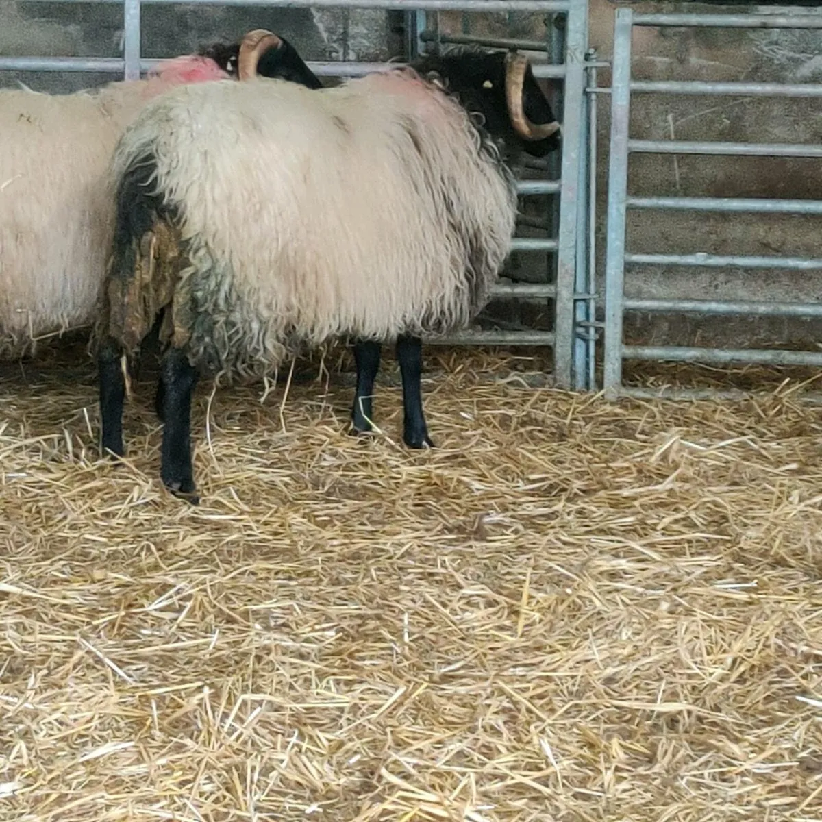 Mayo blackface ram lambs - Image 2
