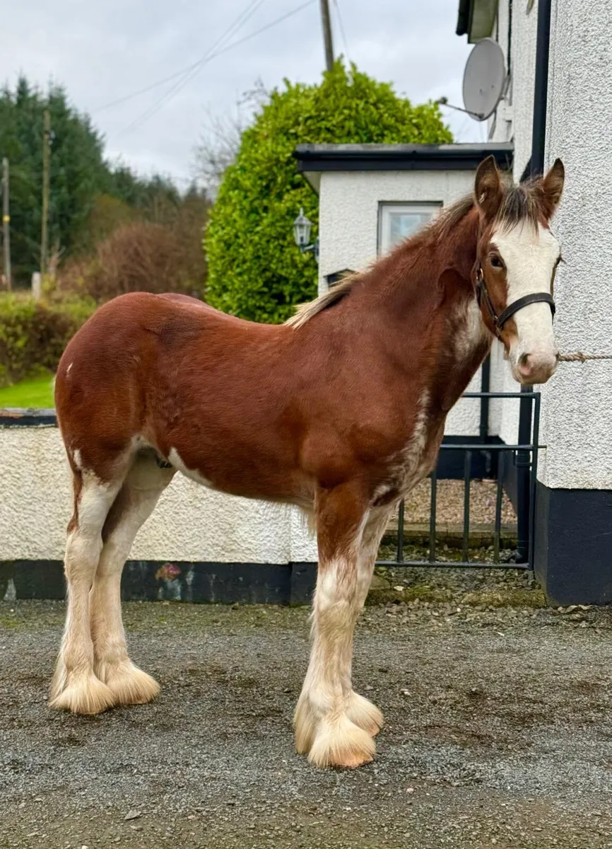 Clydesdale colt - Image 2