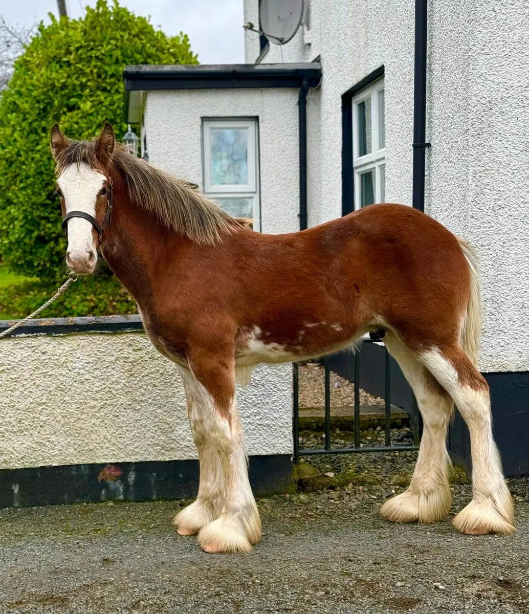 Clydesdale colt - Image 1