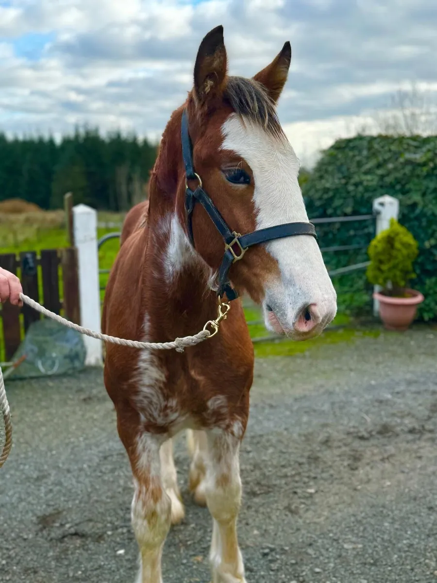 Clydesdale colt - Image 3
