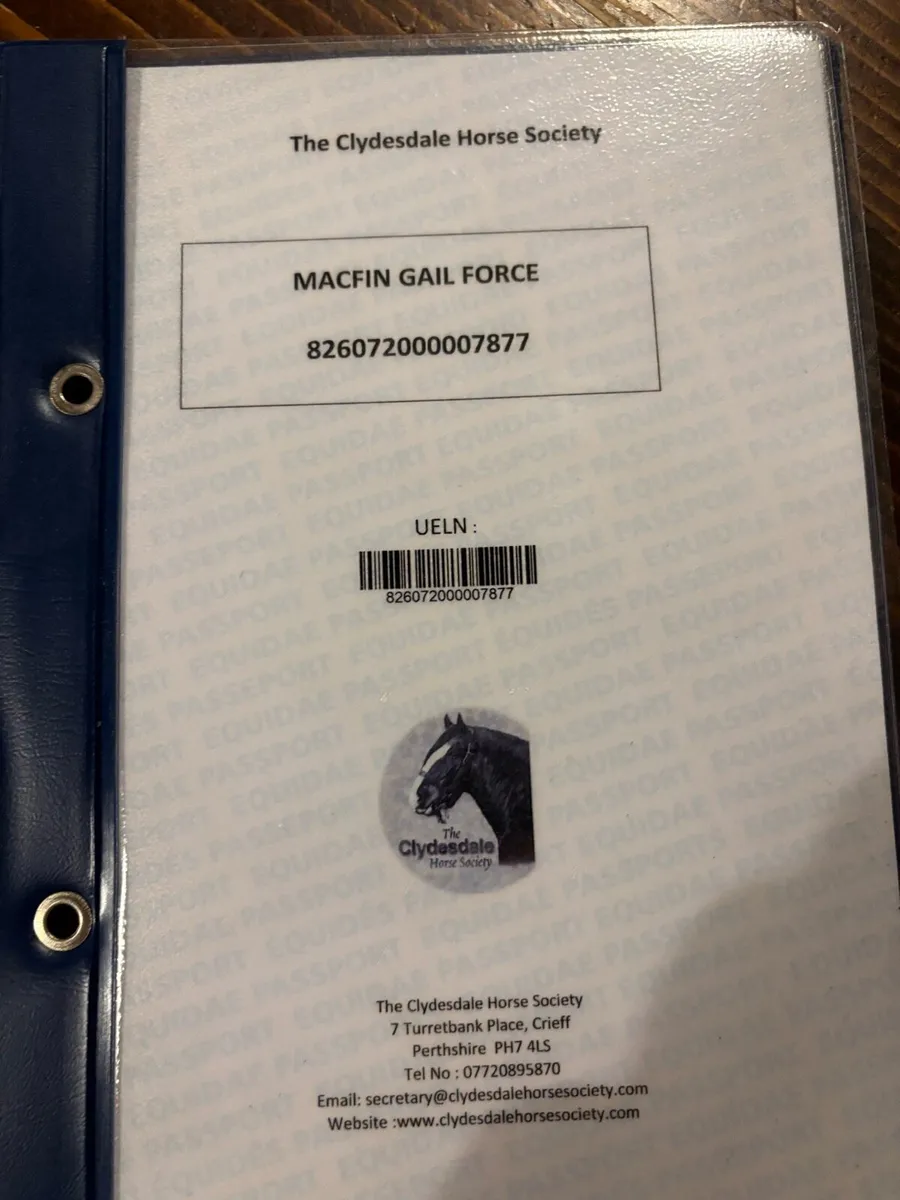 Clydesdale colt - Image 4