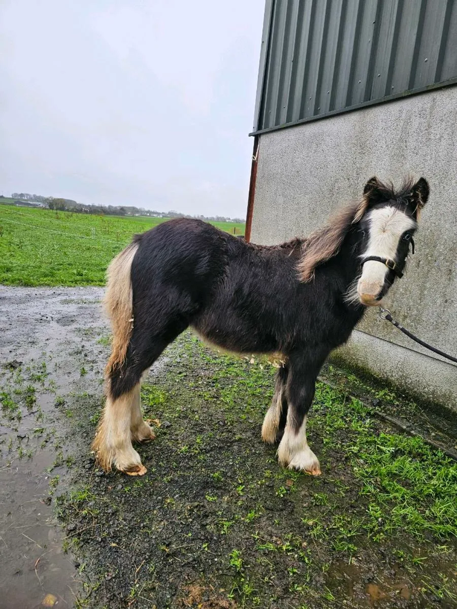 Colt foal - Image 1