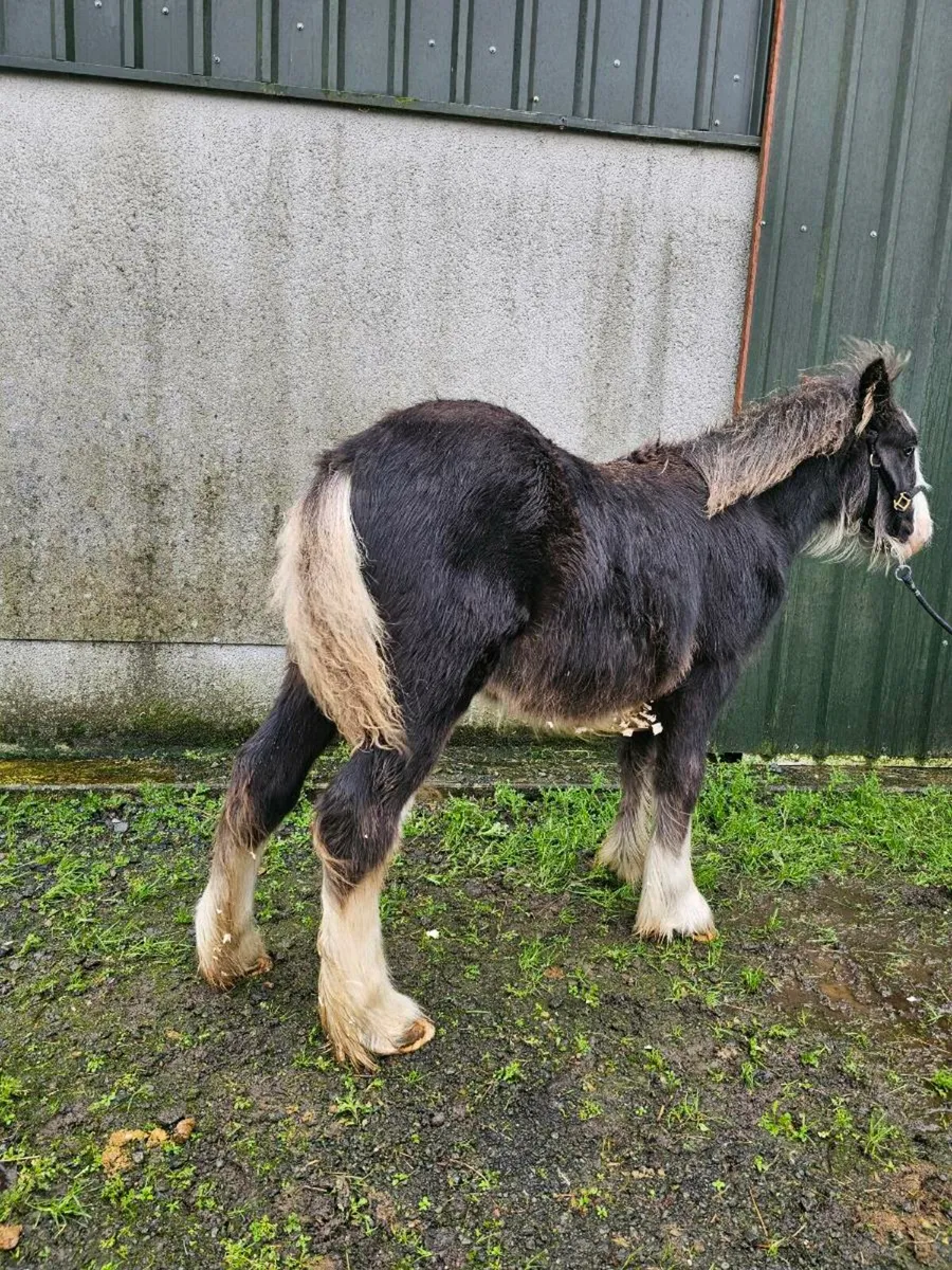 Colt foal - Image 2
