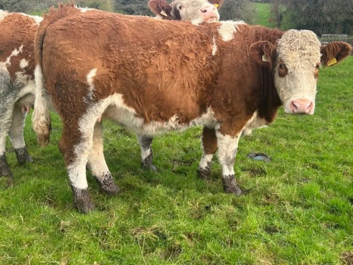 One Simmental X In Calf Heifer - Image 2
