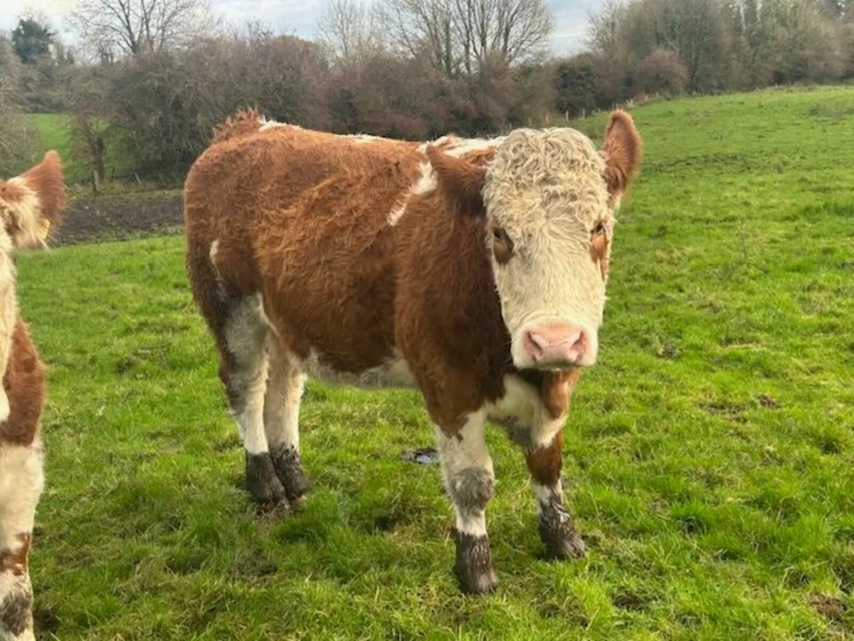 One Simmental X In Calf Heifer - Image 3