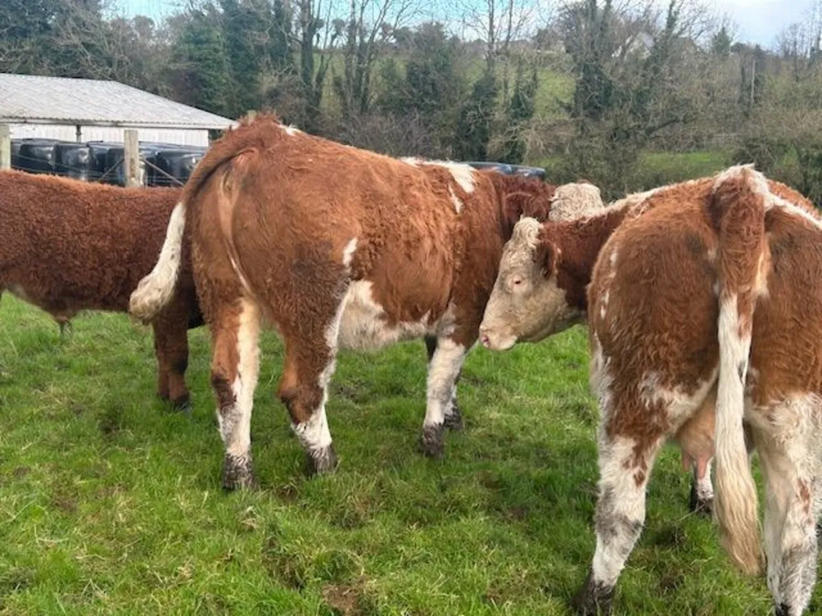 One Simmental X In Calf Heifer - Image 4
