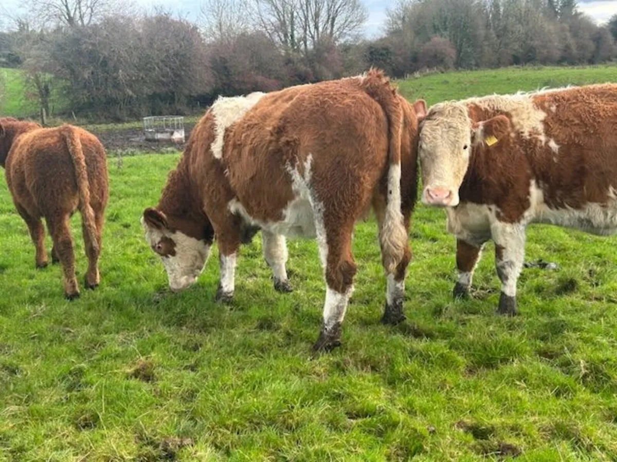 One Simmental X In Calf Heifer - Image 1