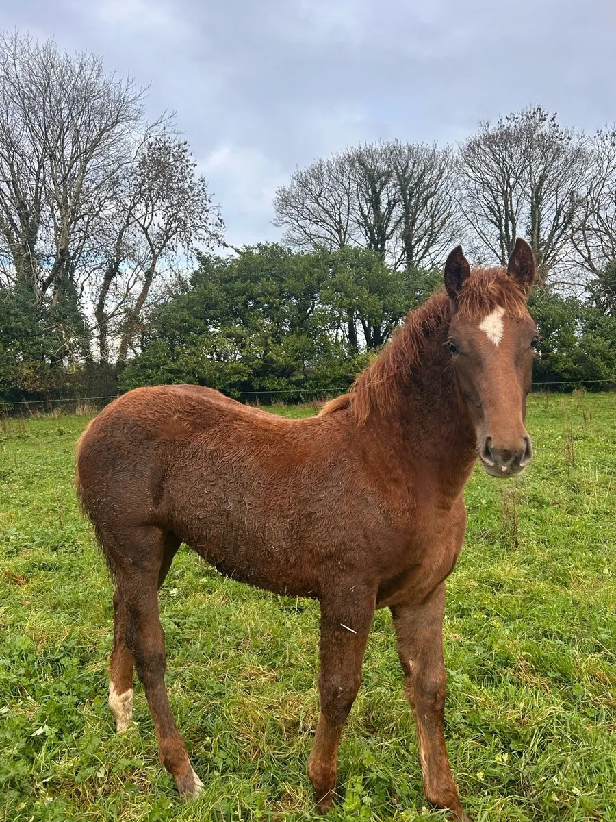 Kilountain Cross ID Filly - Image 1