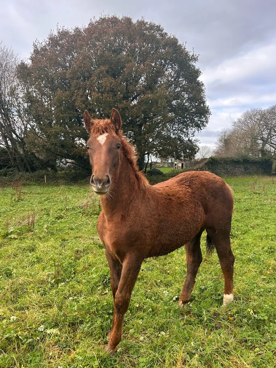 Kilountain Cross ID Filly - Image 2
