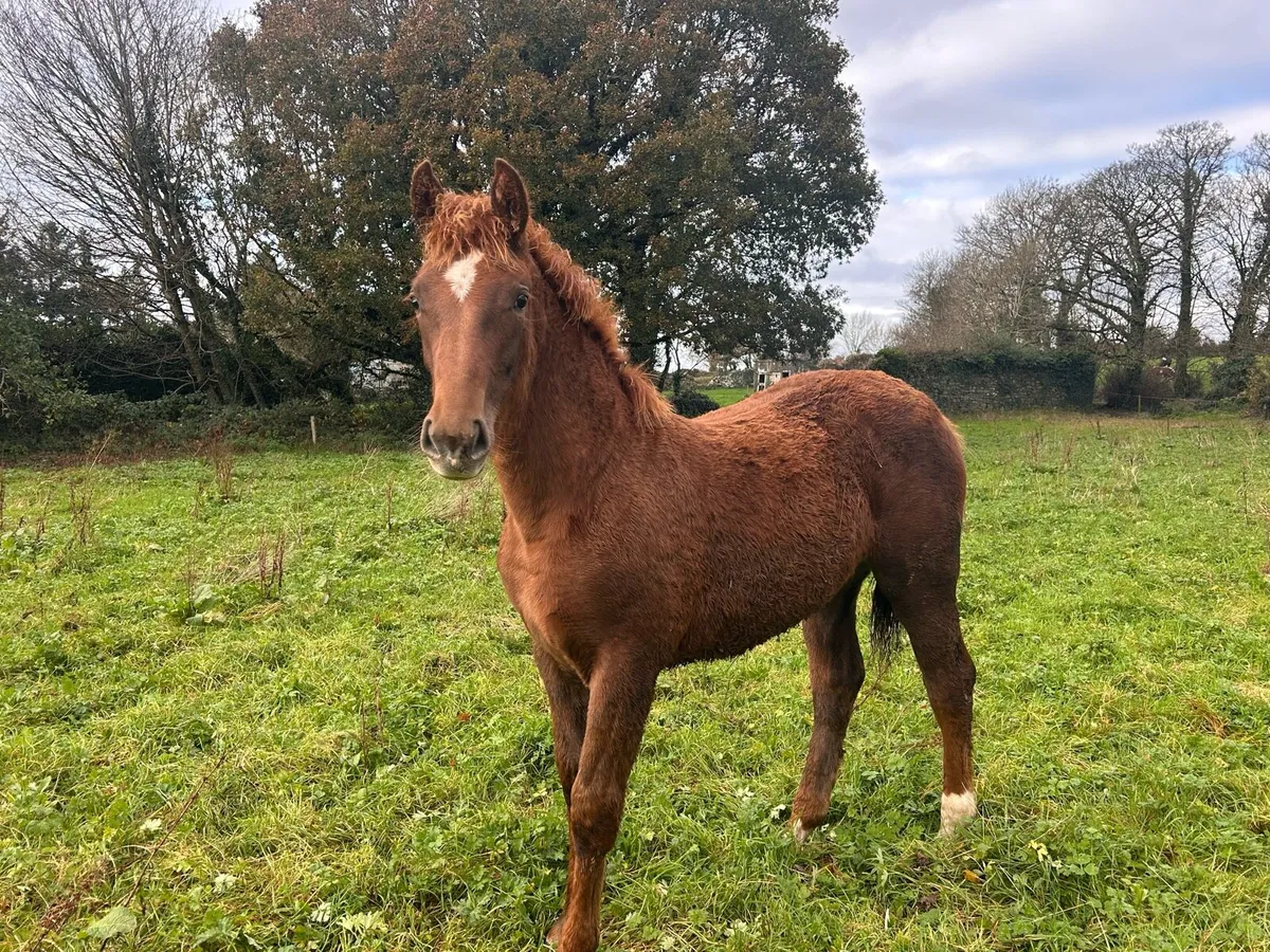 Kilountain Cross ID Filly - Image 3