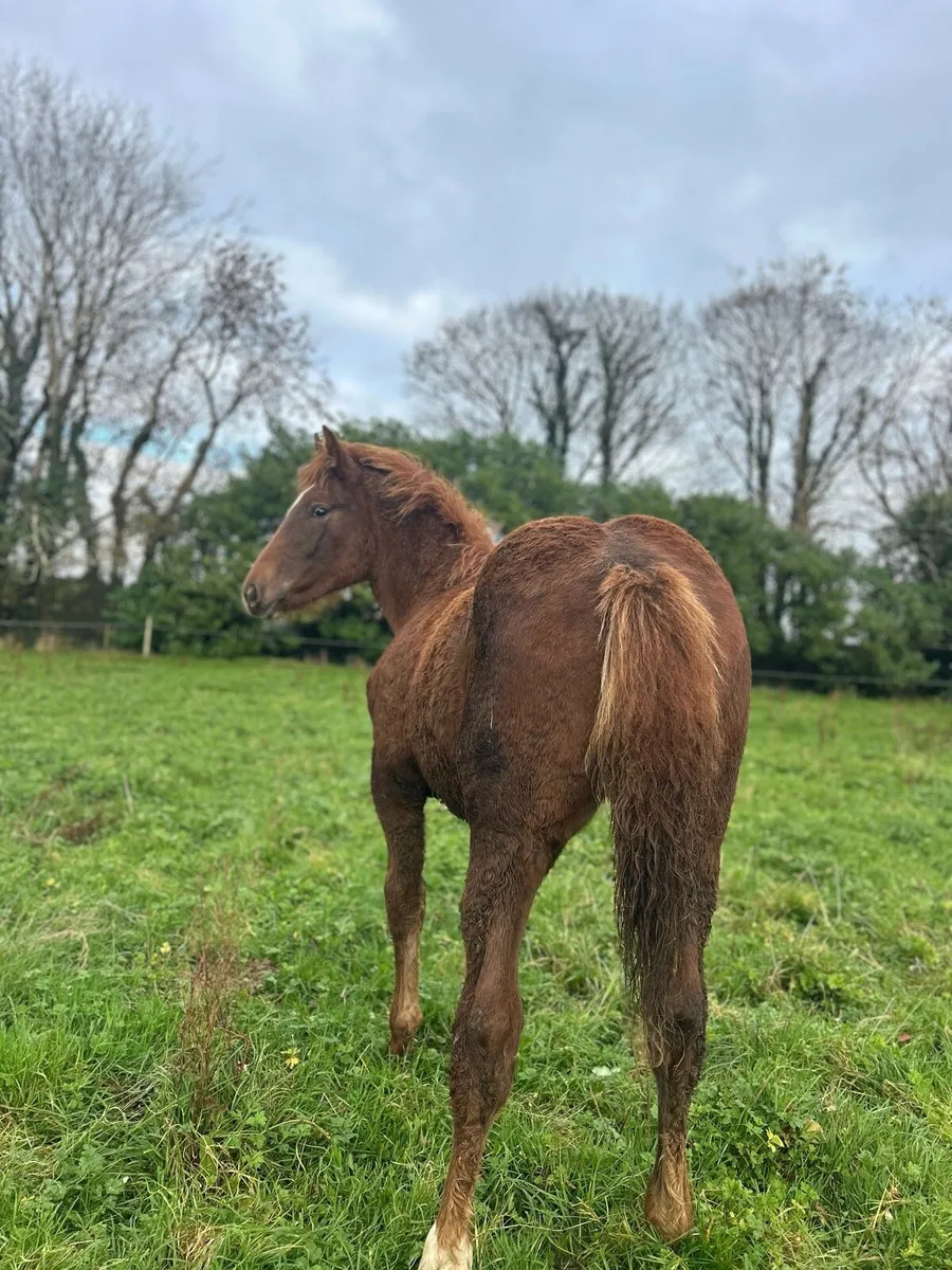 Kilountain Cross ID Filly - Image 4
