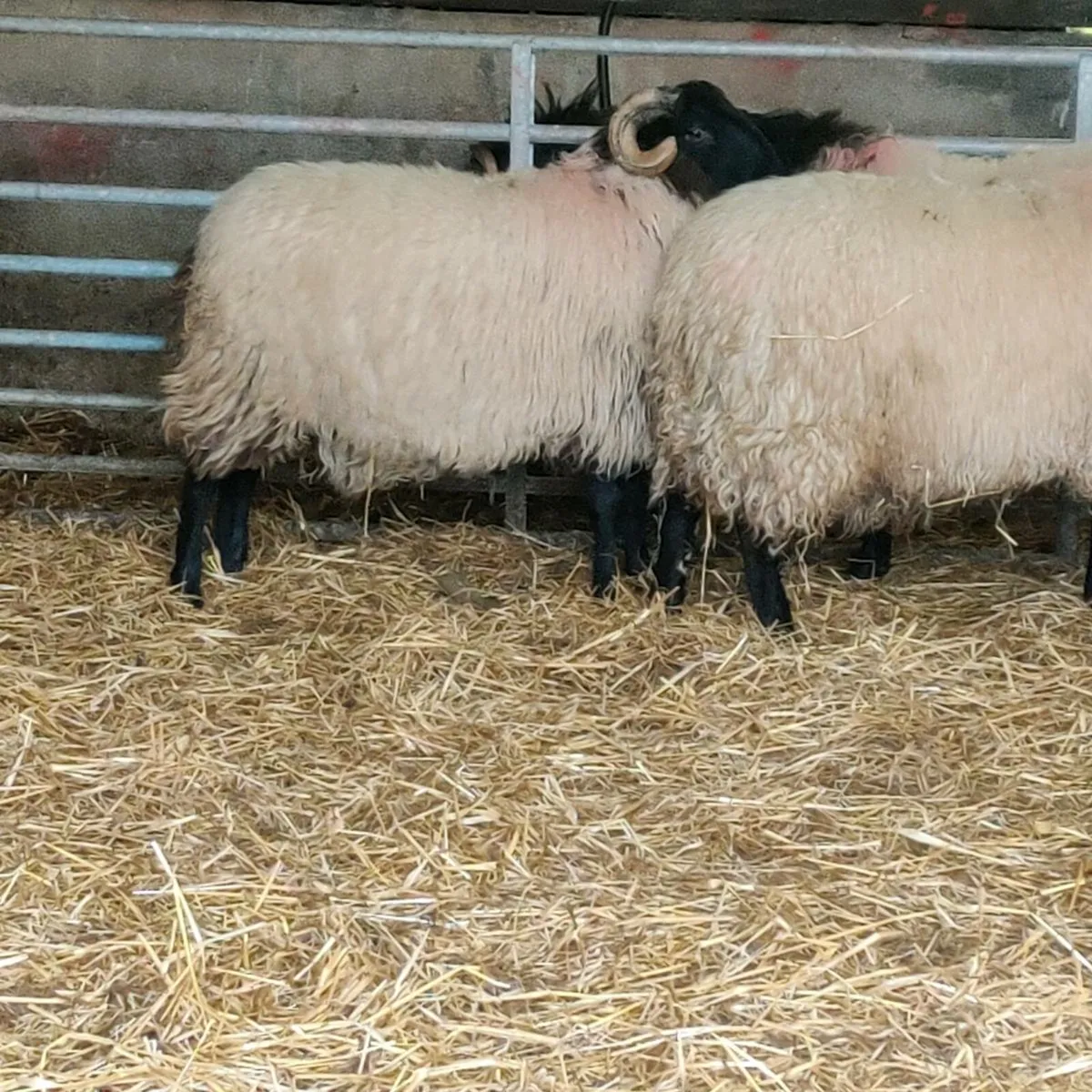 Mayo blackface ram lambs - Image 1
