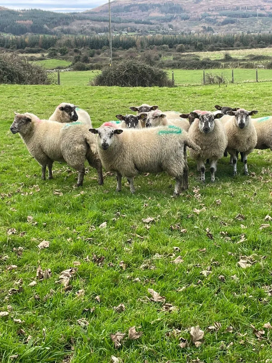 10 super Suftex ewe lambs - Image 3