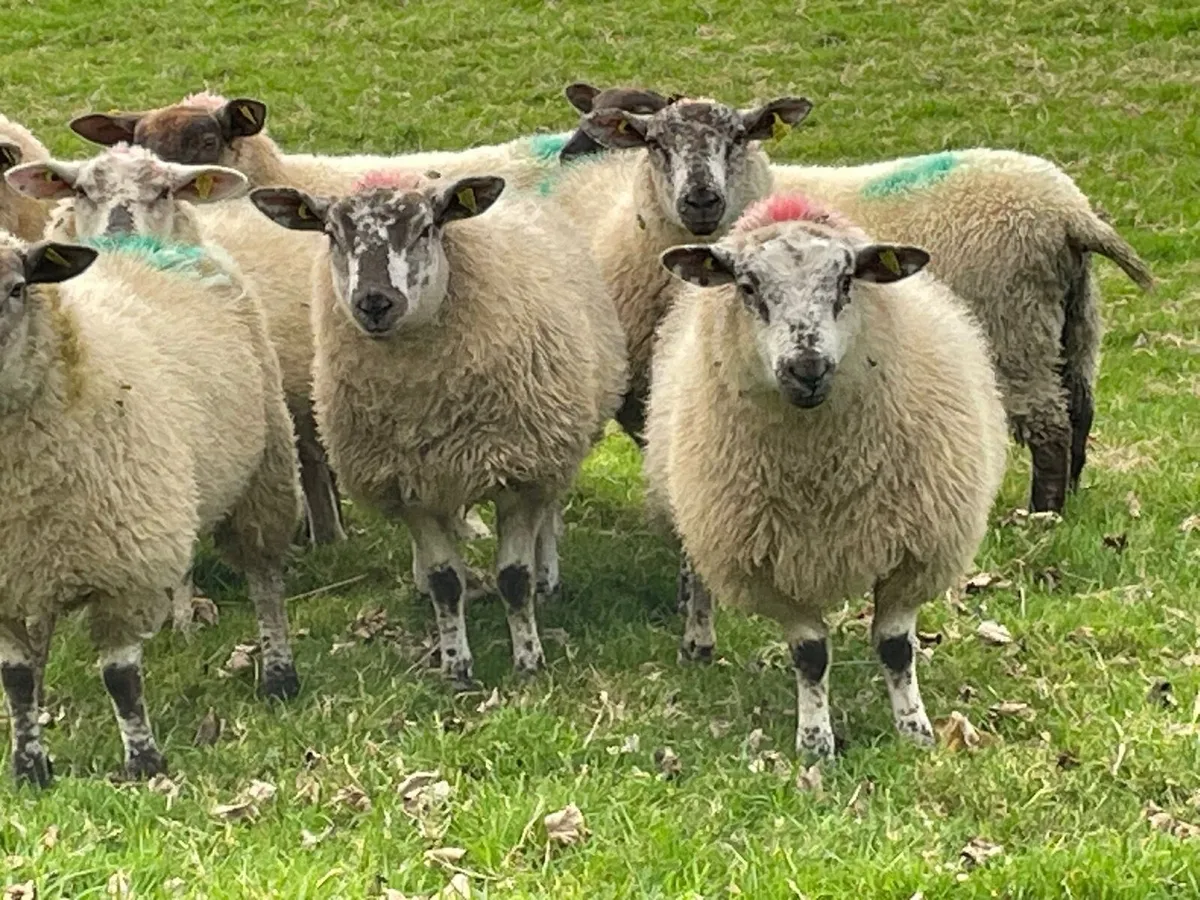 10 super Suftex ewe lambs - Image 1
