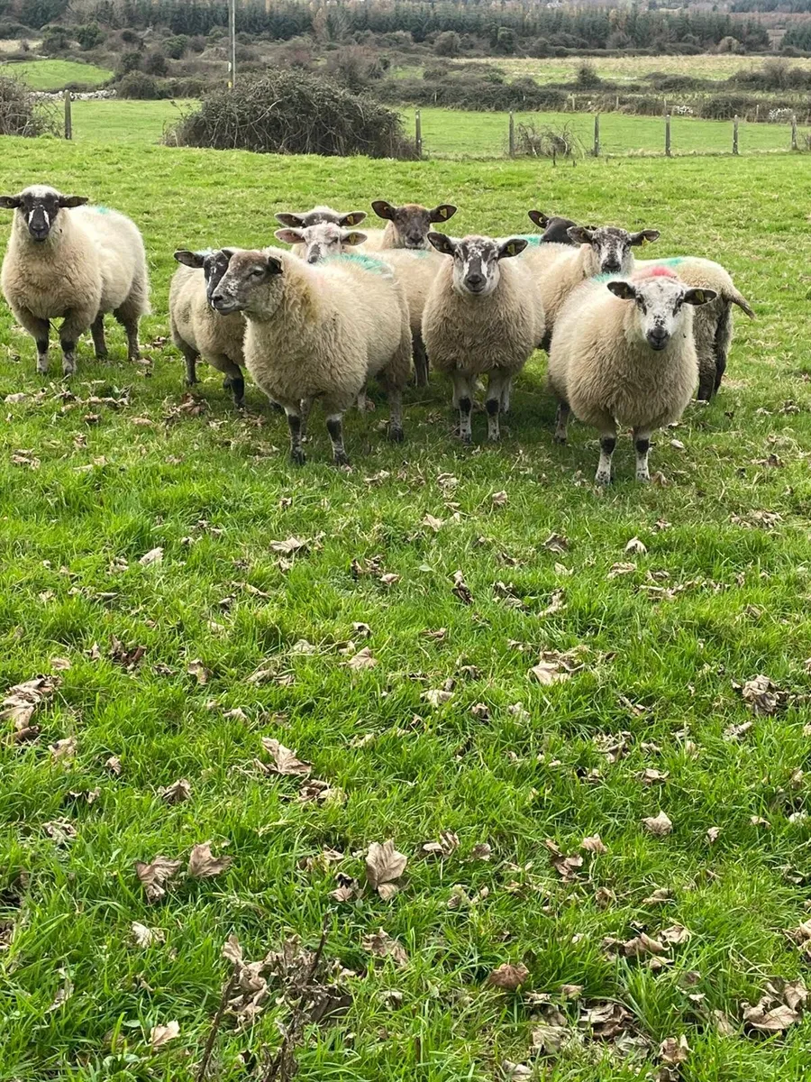 10 super Suftex ewe lambs - Image 2