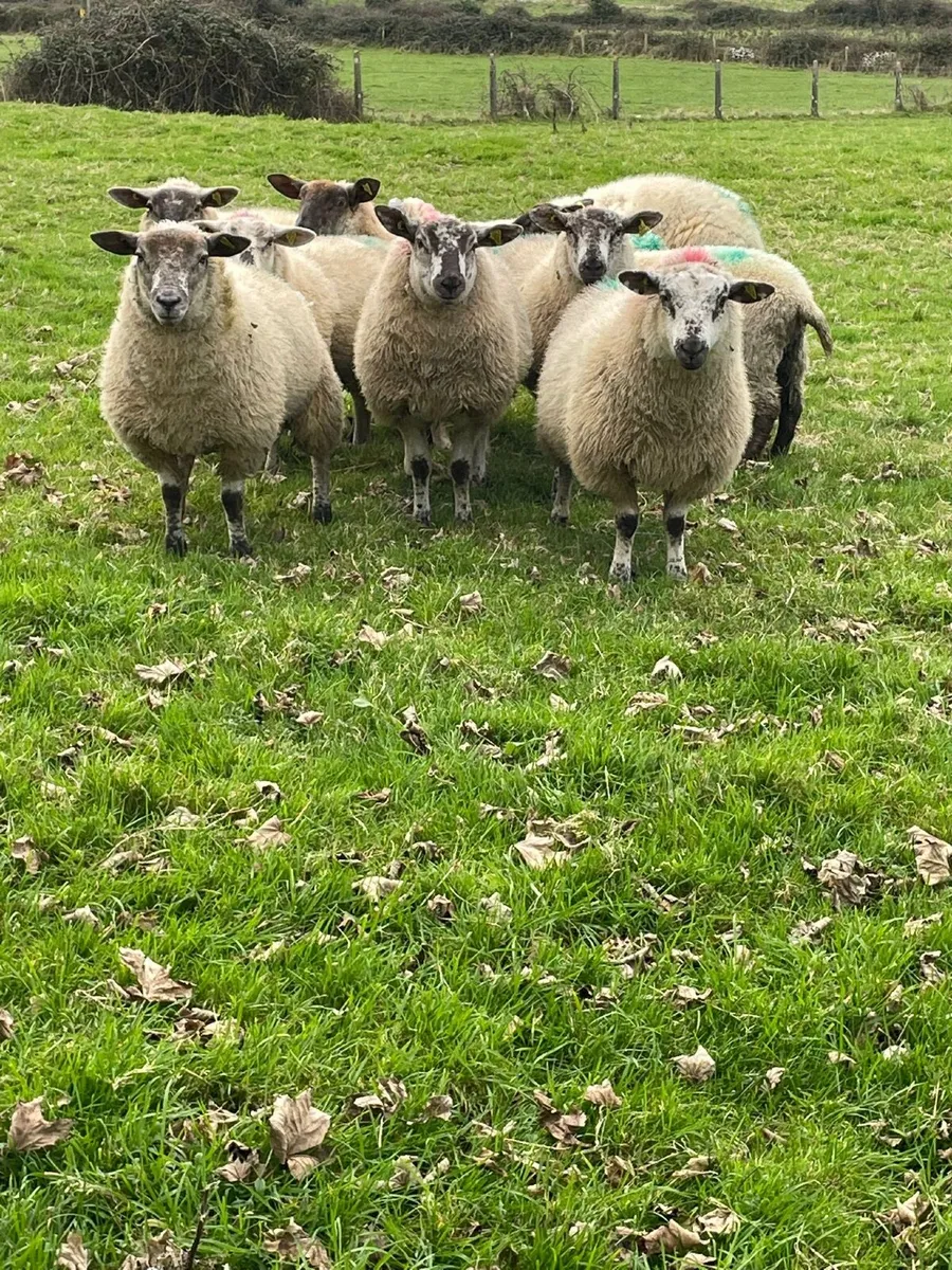 10 super Suftex ewe lambs - Image 4