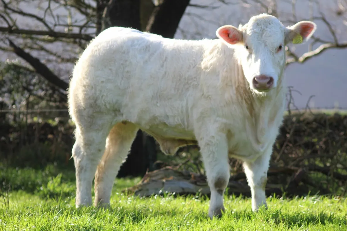 PBR  simmental and charolais - Image 4