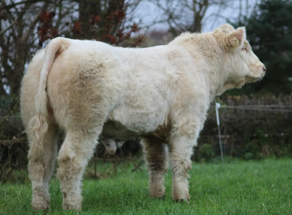 PBR  simmental and charolais - Image 3