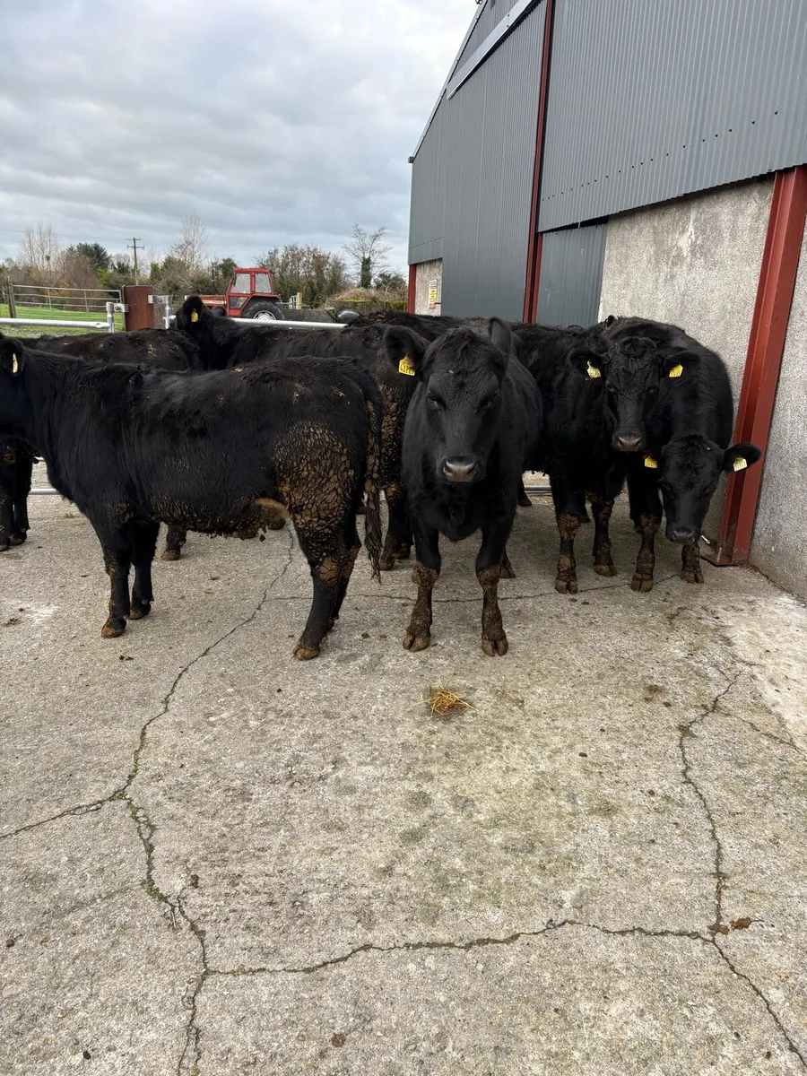 7 x Angus heifers - Image 1