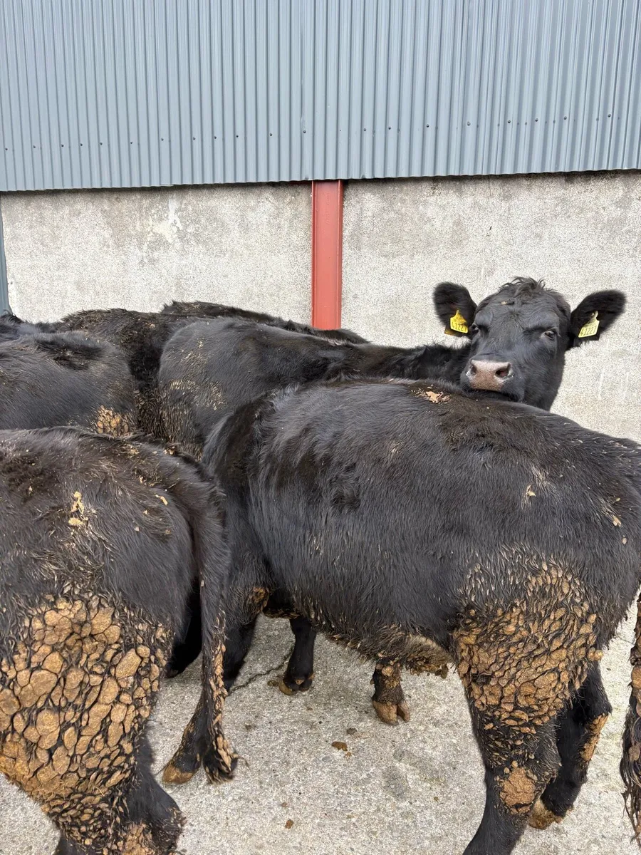 7 x Angus heifers - Image 2