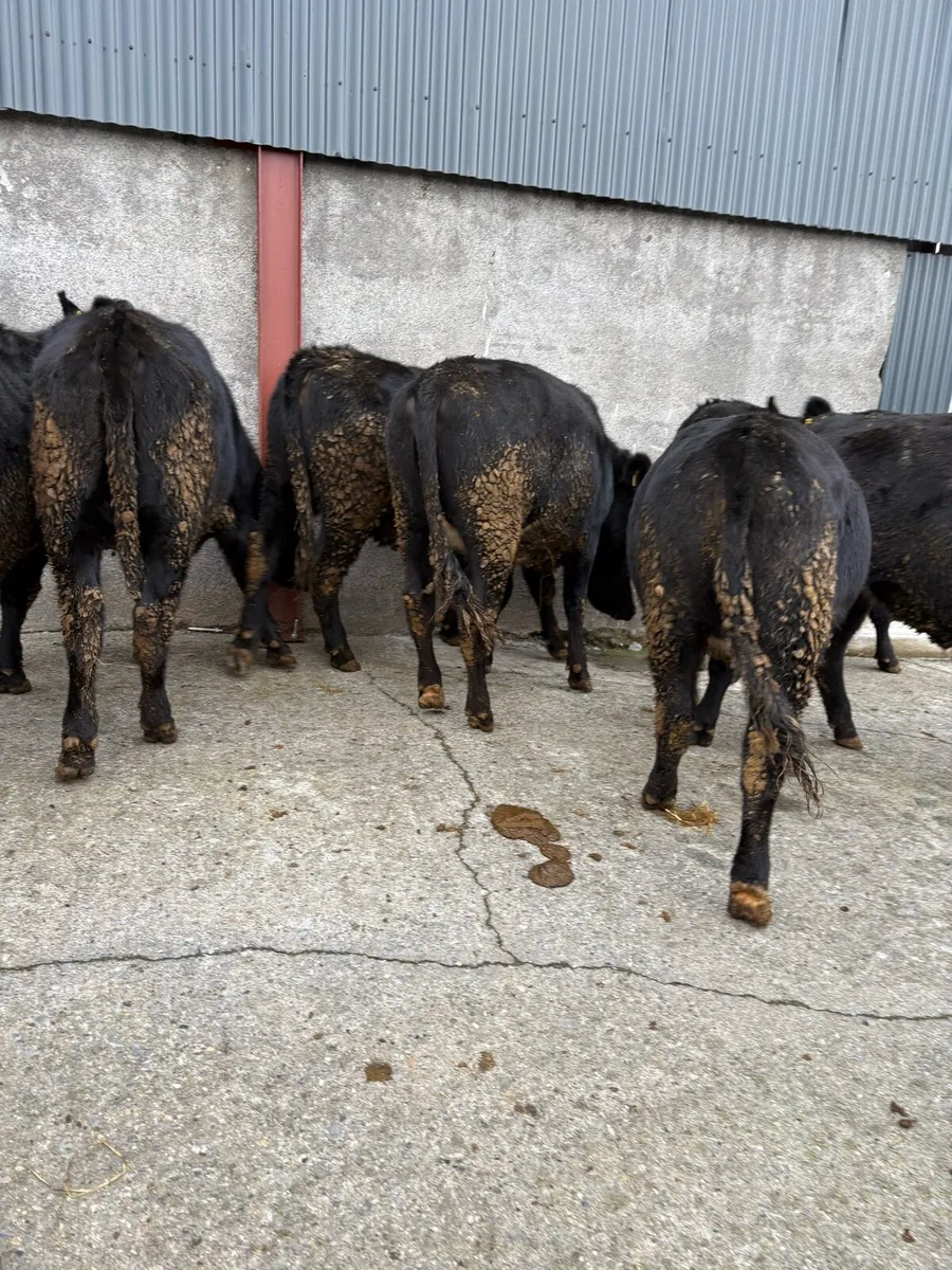 7 x Angus heifers - Image 3