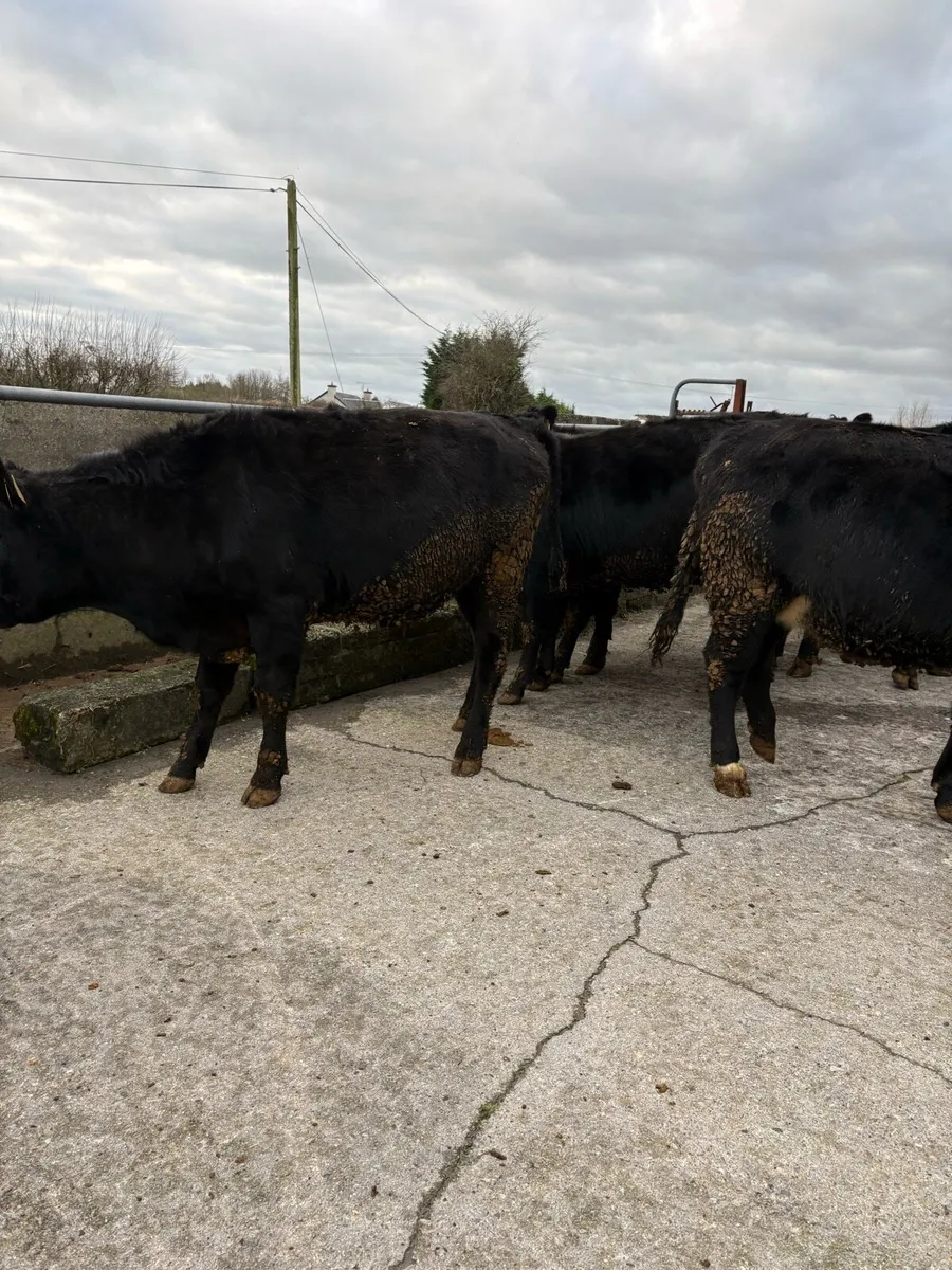 7 x Angus heifers - Image 4