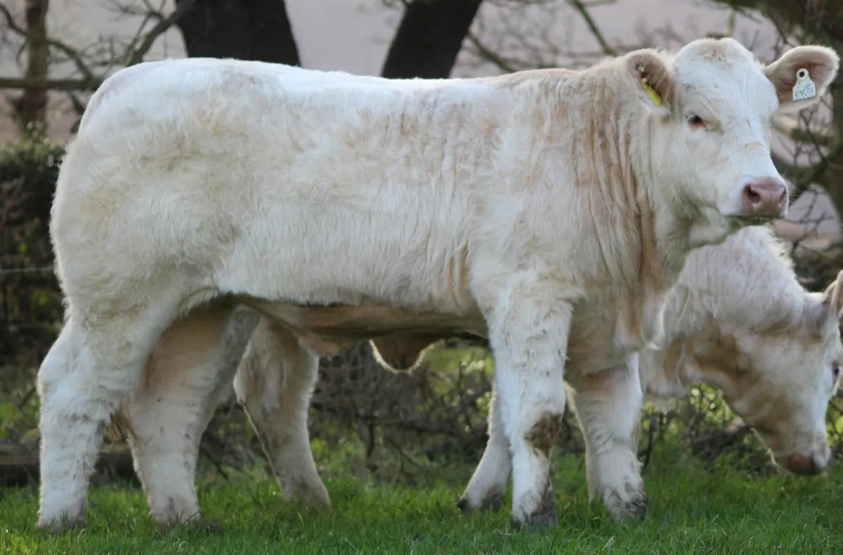 PBR  simmental and charolais - Image 2